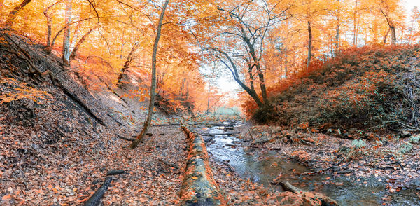 Trees in forest during autumn