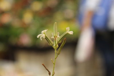 Close-up of white flowering plant