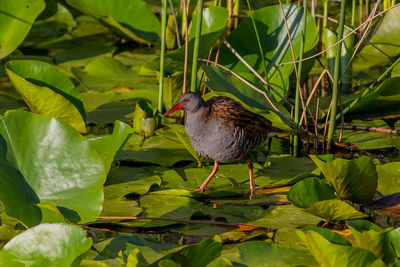 Close-up of bird perching on plant
