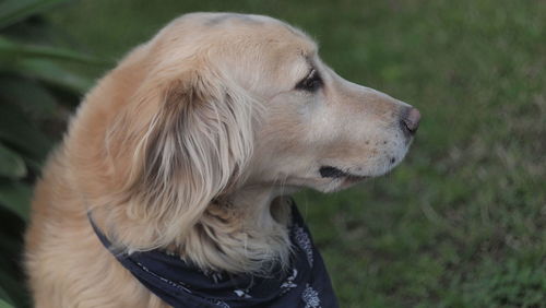 Close-up of dog outdoors