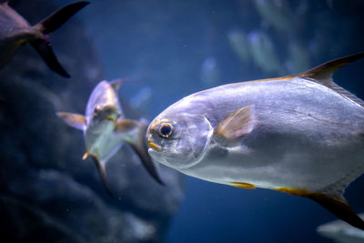 Fish swimming in sea