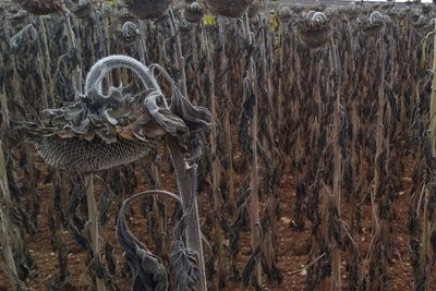 Close-up of old tree trunk