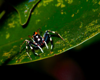Close-up of spider