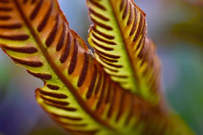 Close-up of leaf on plant