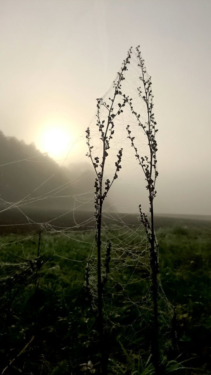 tranquility, field, landscape, tranquil scene, grass, nature, scenics, bare tree, beauty in nature, fence, sky, branch, growth, fog, tree, rural scene, non-urban scene, grassy, idyllic, outdoors