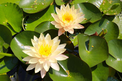 Close-up of lotus water lily in lake