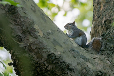 Low angle view of squirrel on tree trunk