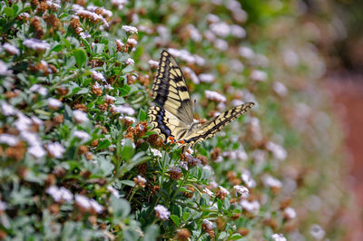 Close-up of butterfly pollinating on flower
