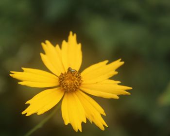 Close-up of yellow daisy blooming outdoors