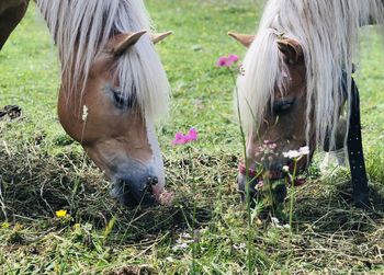 Horses in a field