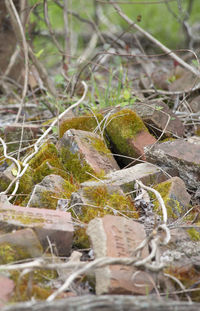 Close-up of moss growing on tree