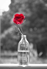 Close-up of red rose in vase