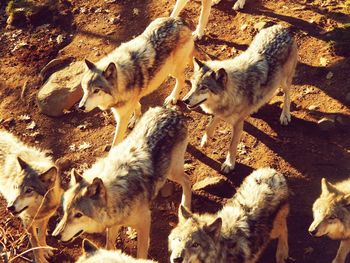 High angle view of wolves standing on field