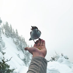 Hand holding bird perching on snow