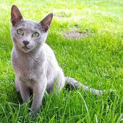 Portrait of cat on grassy field