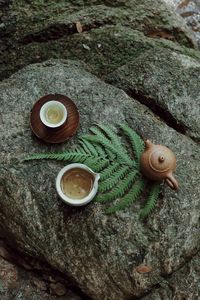 Close-up of snail on rock