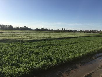 Scenic view of agricultural field against sky