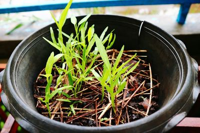 High angle view of potted plant