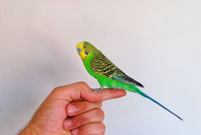 Cropped image of hand holding bird