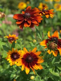 Close-up of honey bee on orange flower