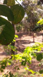 Close-up of leaves on tree