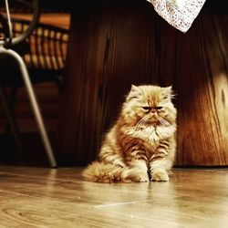 Cat looking away while sitting on hardwood floor