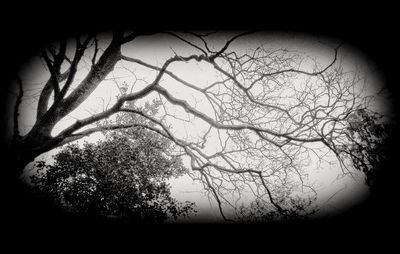 Bare trees against sky