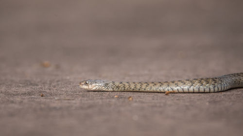 Close-up of lizard on land