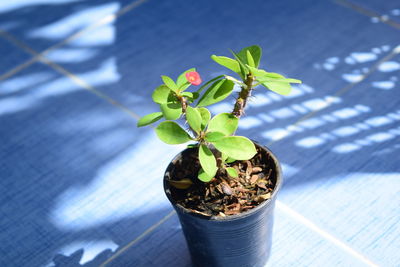 Close-up of potted plant