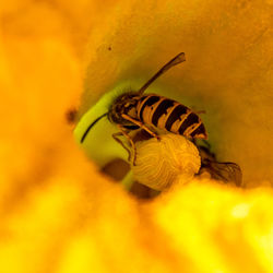 Close-up of insect on yellow flower