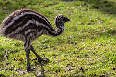 Side view of a young emu on field