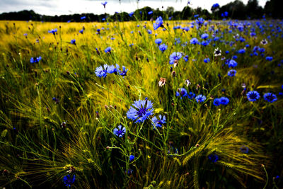 Close-up of purple flowering plants on field