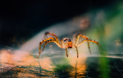 Close-up of spider on leaf