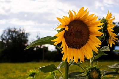 Close-up of sunflower