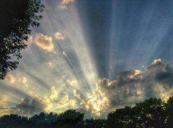 Low angle view of trees against sky