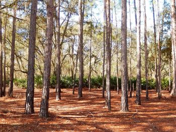 Trees in forest