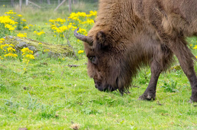 Close-up of sheep grazing on field