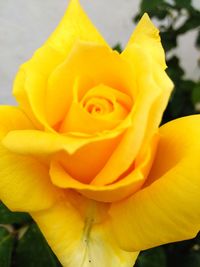 Close-up of yellow rose