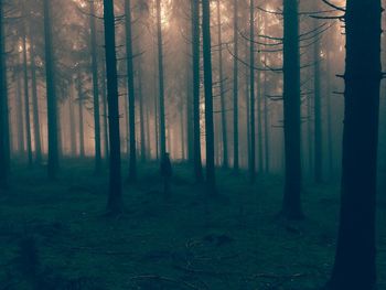 Man looking away while standing amidst trees in forest during sunset