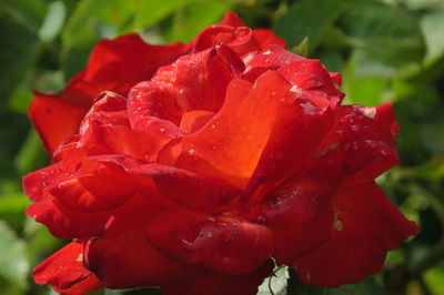 Close-up of wet red rose