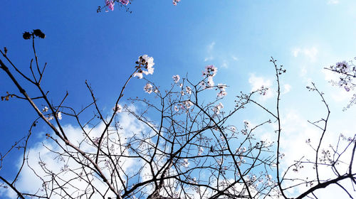 Low angle view of flowers against clear sky