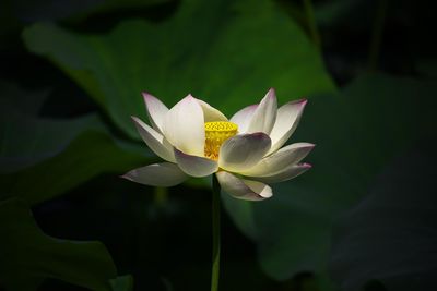 Close-up of lotus blooming outdoors
