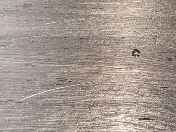 High angle view of bird on wooden table