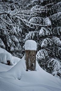 Snow covered pine tree on field during winter