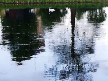 Duck swimming in lake