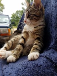 Close-up of a cat looking away