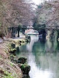 Reflection of trees in river