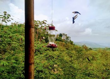 Bird flying in the sky