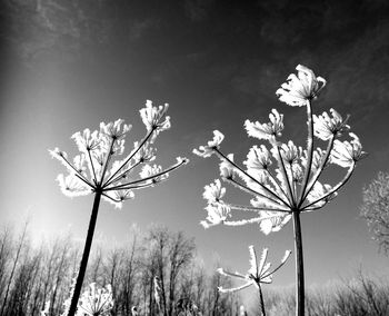 Low angle view of blooming tree against sky