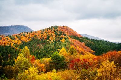 Scenic view of forest against sky during autumn